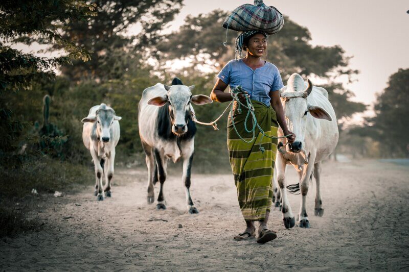 cows, woman, female, happy, outdoor, agriculture, animals, nature, mammals, countryside, simple life, cows, cows, cows, cows, cows, agriculture, agriculture, simple life, simple life, simple life