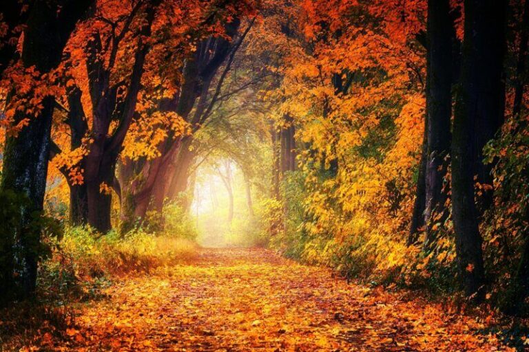 fall, avenue, path, leaves, tree, nature, forest, relax, quiet, haze, landscape, mood, orange, light, forest path, dirt road, fall, fall, fall, fall, fall, nature, forest, forest, relax, relax, light
