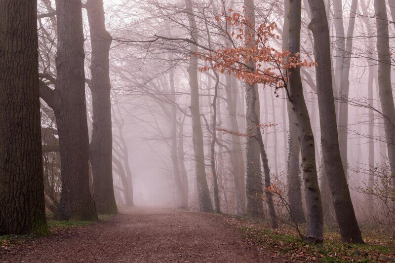 woods, nature, outdoors, fog, forest, trees, fall, mood, landscape, path, fog, fog, forest, forest, forest, forest, forest, trees, trees, fall, fall, fall, fall, landscape, path, path