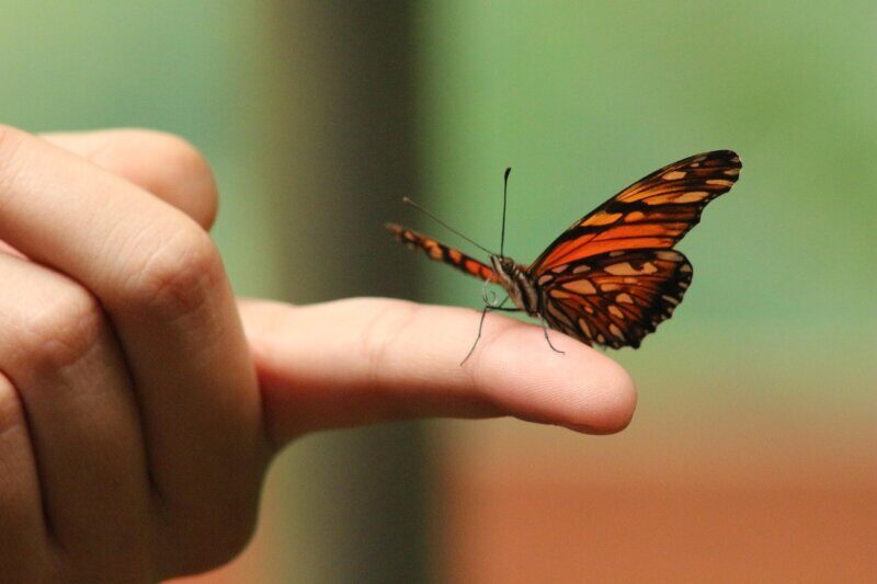 butterfly, in hand, finger, insects, life