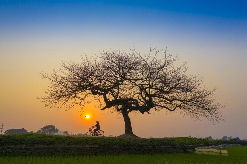 sunset, afternoon, bicycle, lonely, nature, tree, landscape, sky, sun, evening, atmosphere, vietnam, brown lonely